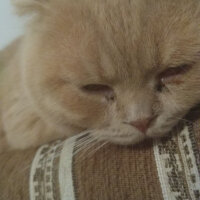 Scottish Fold, Kedi  Paşa fotoğrafı