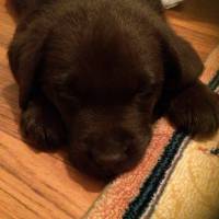 Labrador Retriever, Köpek  Taras fotoğrafı