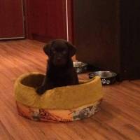 Labrador Retriever, Köpek  Taras fotoğrafı