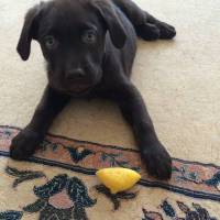 Labrador Retriever, Köpek  Taras fotoğrafı