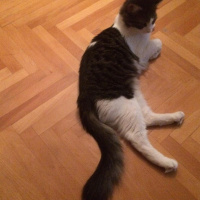 Norwegian Forest, Kedi  Paşa fotoğrafı