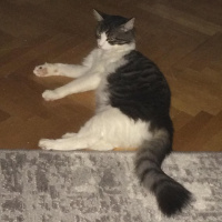 Norwegian Forest, Kedi  Paşa fotoğrafı