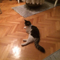 Norwegian Forest, Kedi  Paşa fotoğrafı