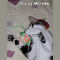 Tekir Kedi, Kedi  Mira fotoğrafı