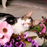 Tekir Kedi, Kedi  Mira fotoğrafı