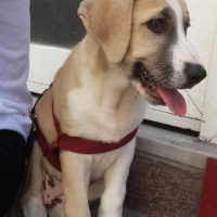 Golden Retriever, Köpek  Tesla fotoğrafı