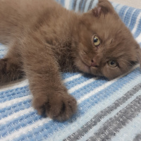 Scottish Fold, Kedi  Sherlock fotoğrafı