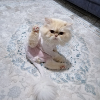 Chinchilla, Kedi  Klay fotoğrafı