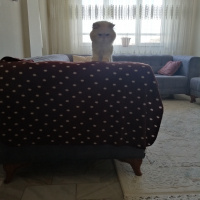 Chinchilla, Kedi  Klay fotoğrafı