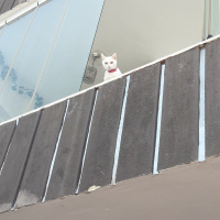 Van Kedisi, Kedi  Candy fotoğrafı