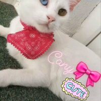 Van Kedisi, Kedi  Candy fotoğrafı