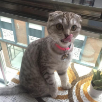 Scottish Fold, Kedi  Mia fotoğrafı