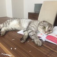 Scottish Fold, Kedi  Mia fotoğrafı