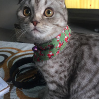 Scottish Fold, Kedi  Mia fotoğrafı