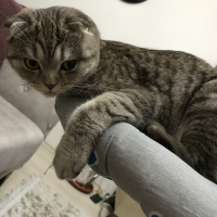 Scottish Fold, Kedi  Mia fotoğrafı