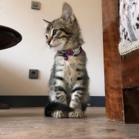 Tekir Kedi, Kedi  Adini sahiplenenin koymasini isteriz fotoğrafı