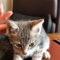 Tekir Kedi, Kedi  Adini sahiplenenin koymasini isteriz fotoğrafı