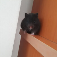 Hamster, Kemirgen  Clearance fotoğrafı