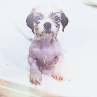 Shih Tzu, Köpek  Ivy fotoğrafı