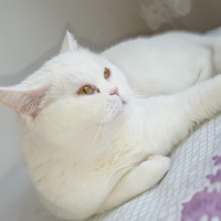 Scottish Fold, Kedi  Tadım fotoğrafı