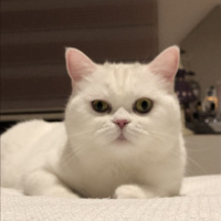 Scottish Fold, Kedi  Tadım fotoğrafı