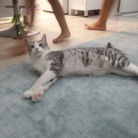 Tekir Kedi, Kedi  Şero fotoğrafı