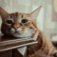 Sarman, Kedi  Ares fotoğrafı