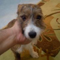 Jack Russell Terrier, Köpek  Tatli fotoğrafı