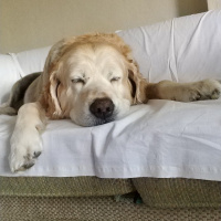 Golden Retriever, Köpek  Zuzu fotoğrafı