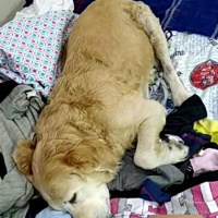 Golden Retriever, Köpek  Zuzu fotoğrafı