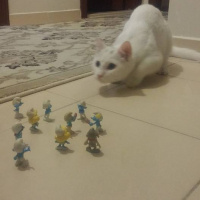 Van Kedisi, Kedi  Şansım fotoğrafı