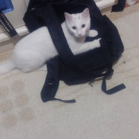 Van Kedisi, Kedi  Şansım fotoğrafı
