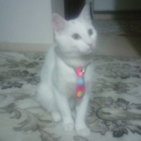 Van Kedisi, Kedi  Şansım fotoğrafı