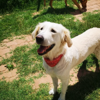 Golden Retriever, Köpek  Yumoş fotoğrafı