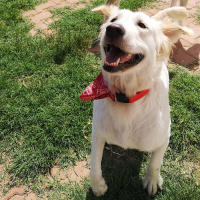 Golden Retriever, Köpek  Yumoş fotoğrafı