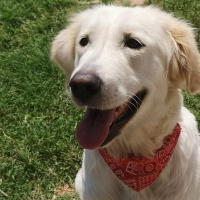 Golden Retriever, Köpek  Yumoş fotoğrafı