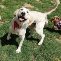 Golden Retriever, Köpek  Yumoş fotoğrafı