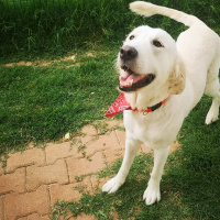 Golden Retriever, Köpek  Yumoş fotoğrafı