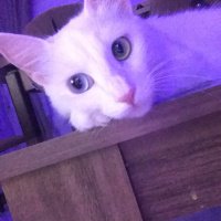 Van Kedisi, Kedi  Pakize fotoğrafı