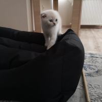 Scottish Fold, Kedi  Duman fotoğrafı