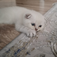 Scottish Fold, Kedi  Duman fotoğrafı