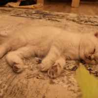 Scottish Fold, Kedi  Duman fotoğrafı