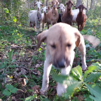 Sokö (Sokak Köpeği), Köpek  Carla fotoğrafı