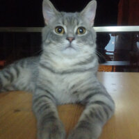 British Shorthair, Kedi  Hasan fotoğrafı