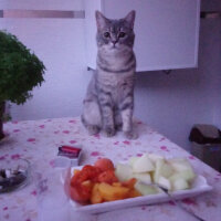 British Shorthair, Kedi  Hasan fotoğrafı