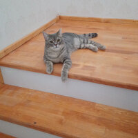 British Shorthair, Kedi  Hasan fotoğrafı