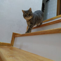 British Shorthair, Kedi  Hasan fotoğrafı