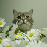 British Shorthair, Kedi  Hasan fotoğrafı