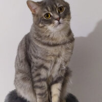 British Shorthair, Kedi  Hasan fotoğrafı