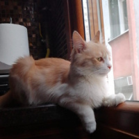Tekir Kedi, Kedi  Luna fotoğrafı